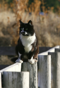 Get it? He's on the fence. HAH. Get it? He's on the fence. HAH.