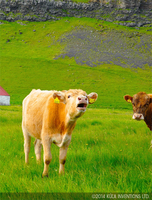 Moo? An example Kúla wigglegram
