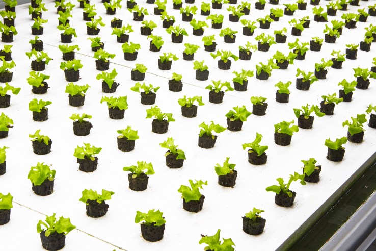 Leafy greens growing at a Bowery indoor farm.