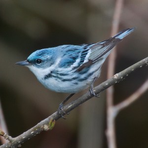 A male Cerulean Warbler.