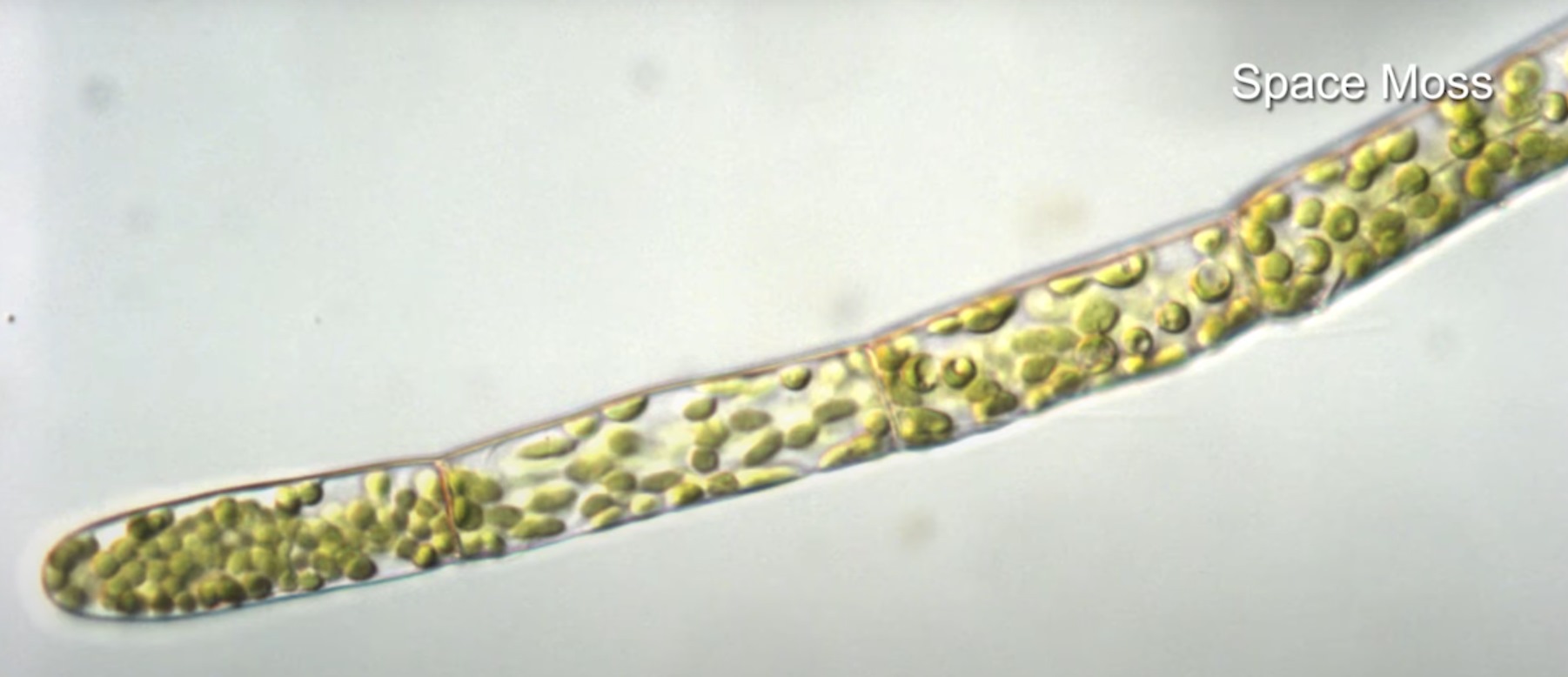 space moss space moss